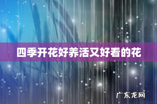 四季开花好养活又好看的花