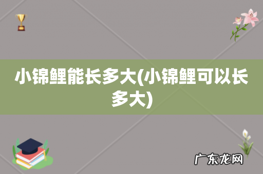 小锦鲤可以长多大 小锦鲤能长多大