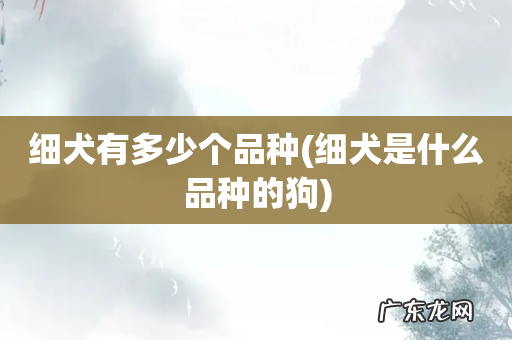 细犬是什么品种的狗 细犬有多少个品种