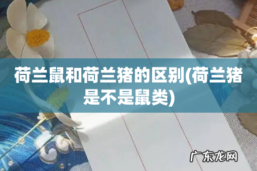 荷兰猪是不是鼠类 荷兰鼠和荷兰猪的区别