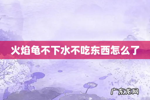 火焰龟不下水不吃东西怎么了