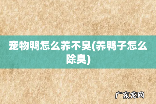 养鸭子怎么除臭 宠物鸭怎么养不臭