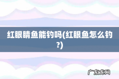 红眼鱼怎么钓? 红眼睛鱼能钓吗
