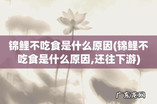 锦鲤不吃食是什么原因,还往下游 锦鲤不吃食是什么原因