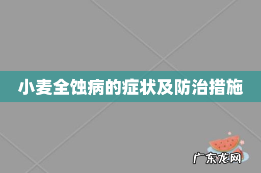 小麦全蚀病的症状及防治措施