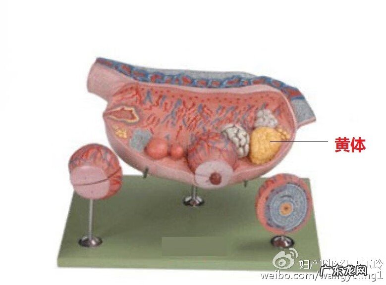 黄体破裂怎么引起 黄体破裂是什么原因造成的是什么东西