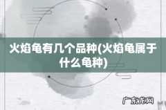 火焰龟属于什么龟种 火焰龟有几个品种