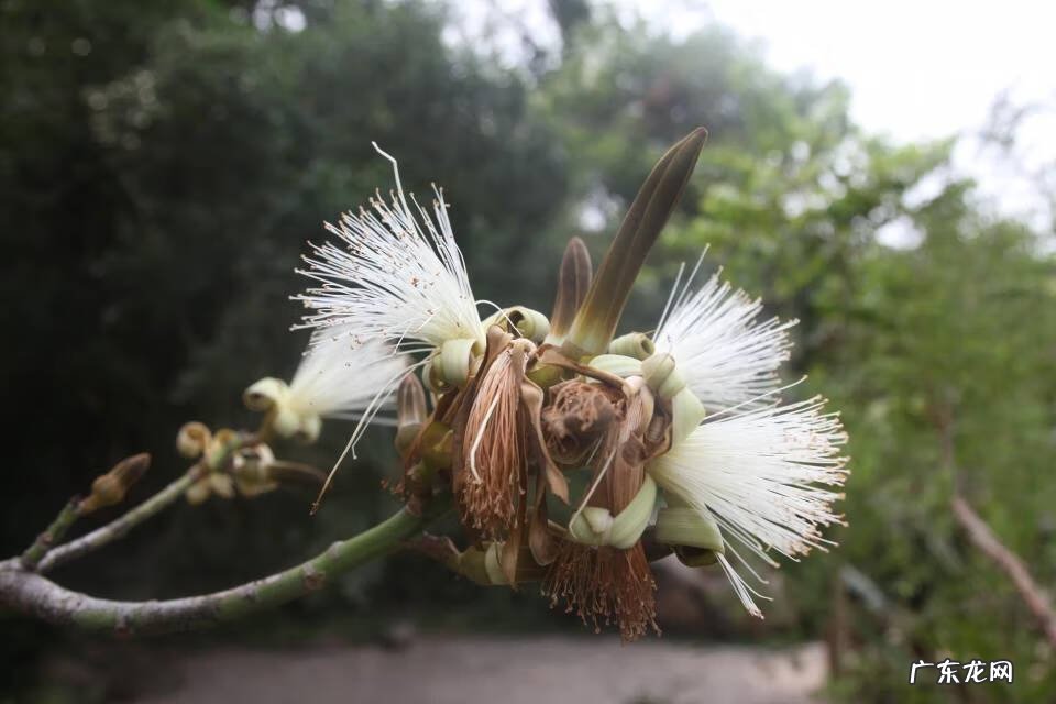 龟纹木棉 龟纹木棉的花