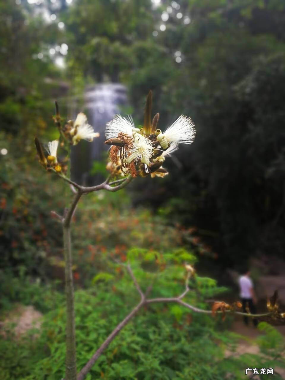 龟纹木棉 龟纹木棉的花