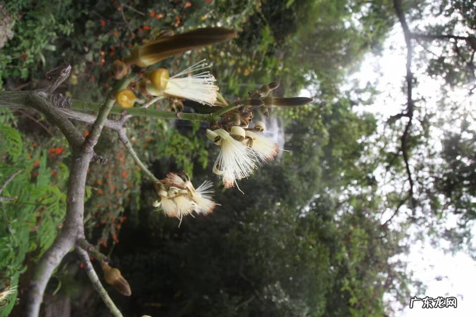 龟纹木棉 龟纹木棉的花