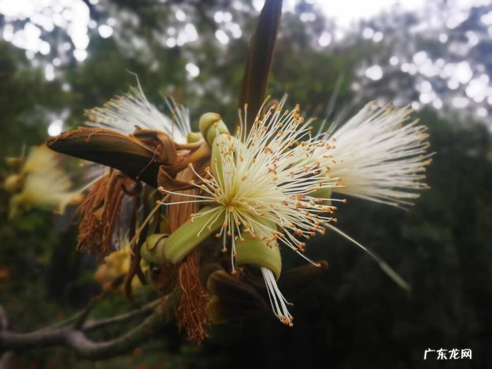 龟纹木棉 龟纹木棉的花