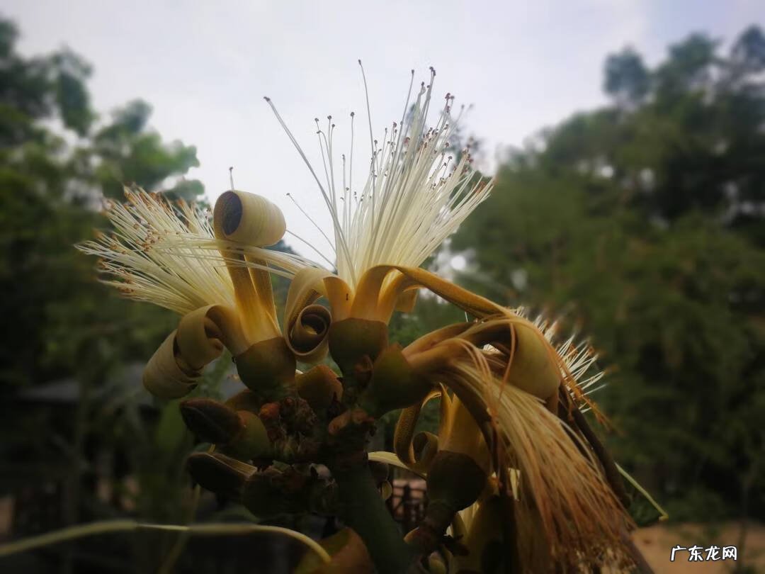 龟纹木棉 龟纹木棉的花