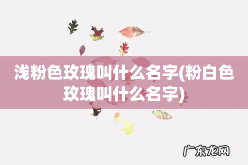 粉白色玫瑰叫什么名字 浅粉色玫瑰叫什么名字