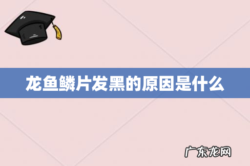 龙鱼鳞片发黑的原因是什么