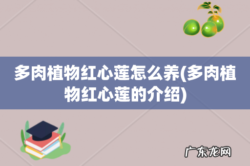多肉植物红心莲的介绍 多肉植物红心莲怎么养