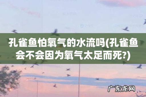 孔雀鱼会不会因为氧气太足而死? 孔雀鱼怕氧气的水流吗