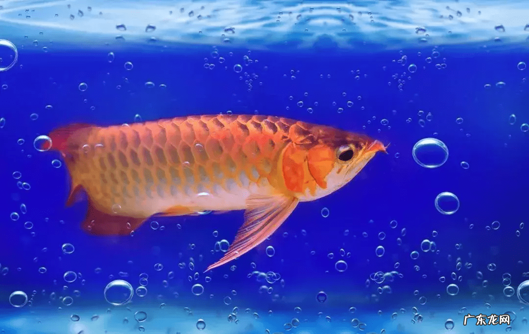 客厅养什么鱼风水好 风水鱼养什么好