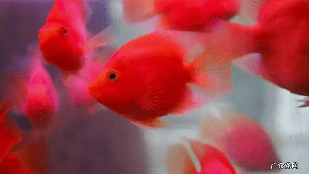 客厅养什么鱼风水好 风水鱼养什么好