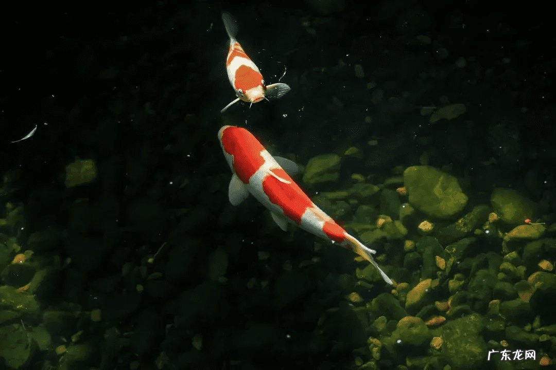 客厅养什么鱼风水好 风水鱼养什么好