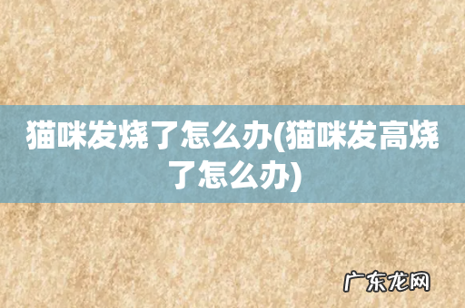 猫咪发高烧了怎么办 猫咪发烧了怎么办