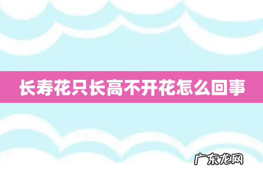 长寿花只长高不开花怎么回事