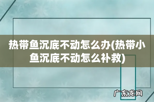 热带小鱼沉底不动怎么补救 热带鱼沉底不动怎么办