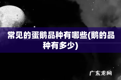 鹅的品种有多少 常见的蛋鹅品种有哪些