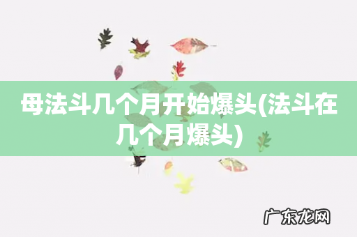 法斗在几个月爆头 母法斗几个月开始爆头