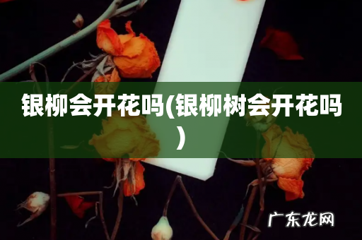 银柳树会开花吗 银柳会开花吗