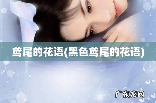 黑色鸢尾的花语 鸢尾的花语