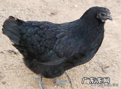 乌鸡的营养价值及功效和禁忌 乌鸡的营养价值?