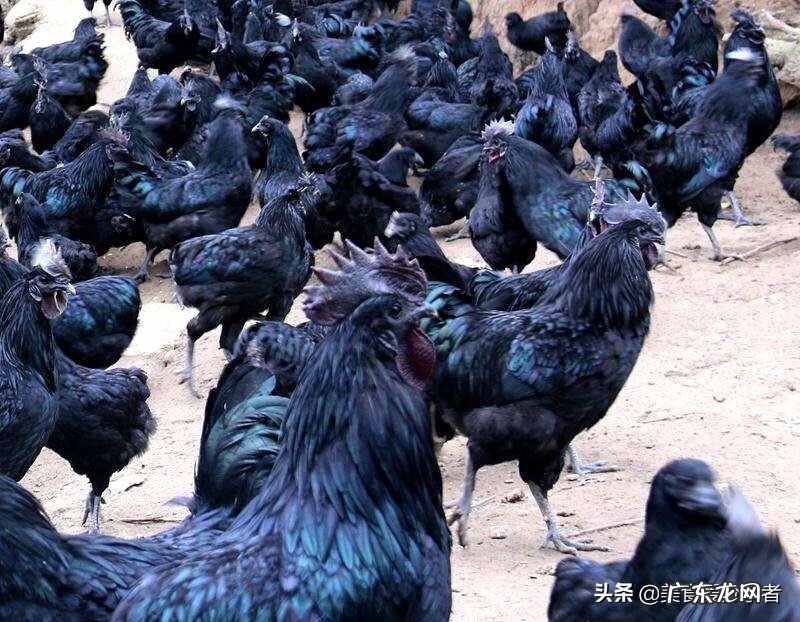 乌鸡的营养价值及功效和禁忌 乌鸡的营养价值?