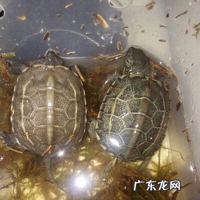 风水宝地虎地图片 金龟孵蛋风水图