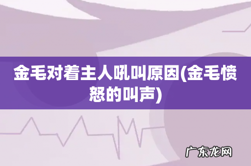 金毛愤怒的叫声 金毛对着主人吼叫原因