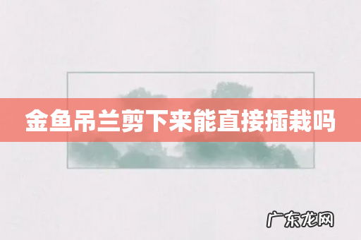 金鱼吊兰剪下来能直接插栽吗