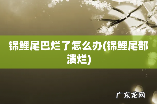 锦鲤尾部溃烂 锦鲤尾巴烂了怎么办