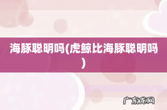 虎鲸比海豚聪明吗 海豚聪明吗