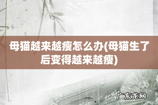 母猫生了后变得越来越瘦 母猫越来越瘦怎么办