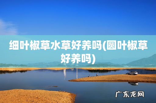 圆叶椒草好养吗 细叶椒草水草好养吗