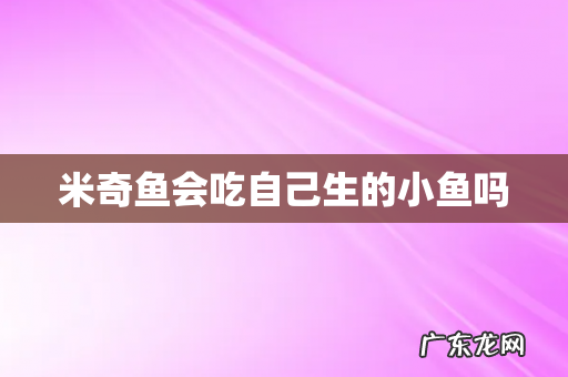 米奇鱼会吃自己生的小鱼吗