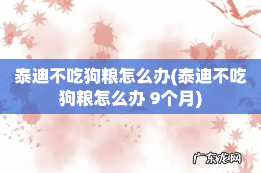 泰迪不吃狗粮怎么办 9个月 泰迪不吃狗粮怎么办