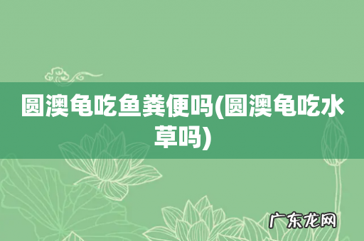 圆澳龟吃水草吗 圆澳龟吃鱼粪便吗