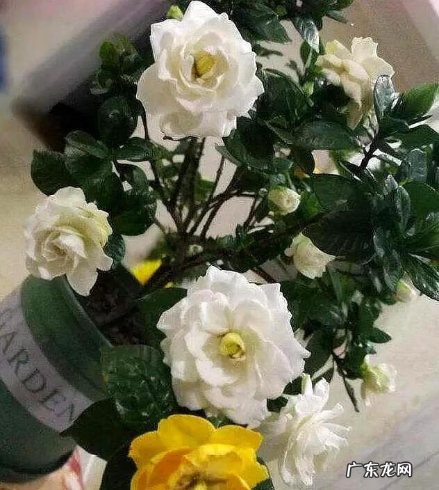 没喝完的牛奶可以浇什么花 过期牛奶可以浇花么