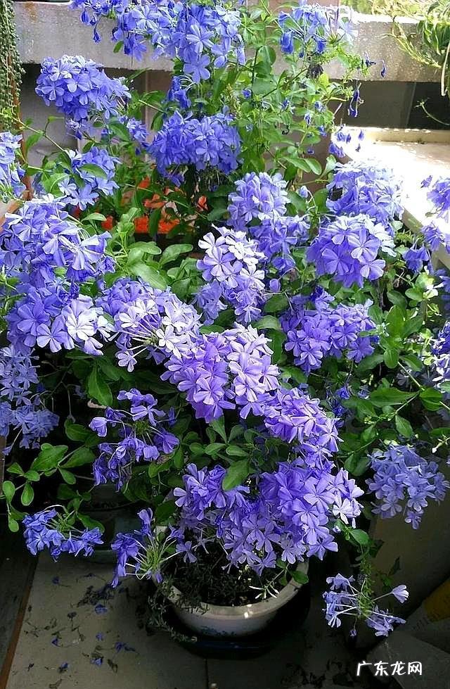 没喝完的牛奶可以浇什么花 过期牛奶可以浇花么