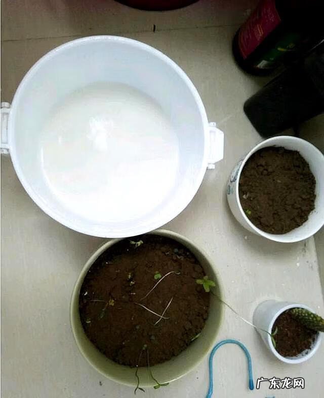 没喝完的牛奶可以浇什么花 过期牛奶可以浇花么