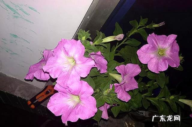 没喝完的牛奶可以浇什么花 过期牛奶可以浇花么