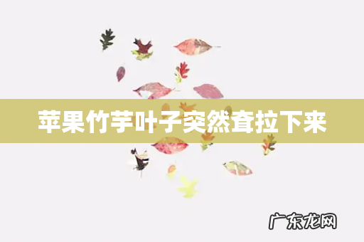 苹果竹芋叶子突然耷拉下来