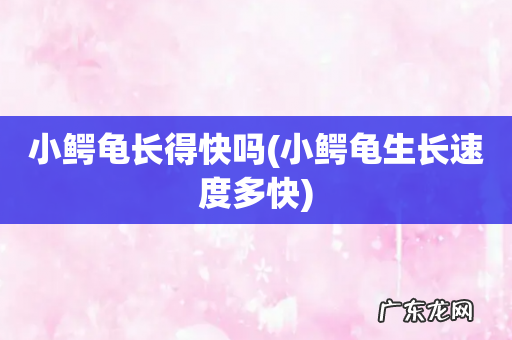 小鳄龟生长速度多快 小鳄龟长得快吗