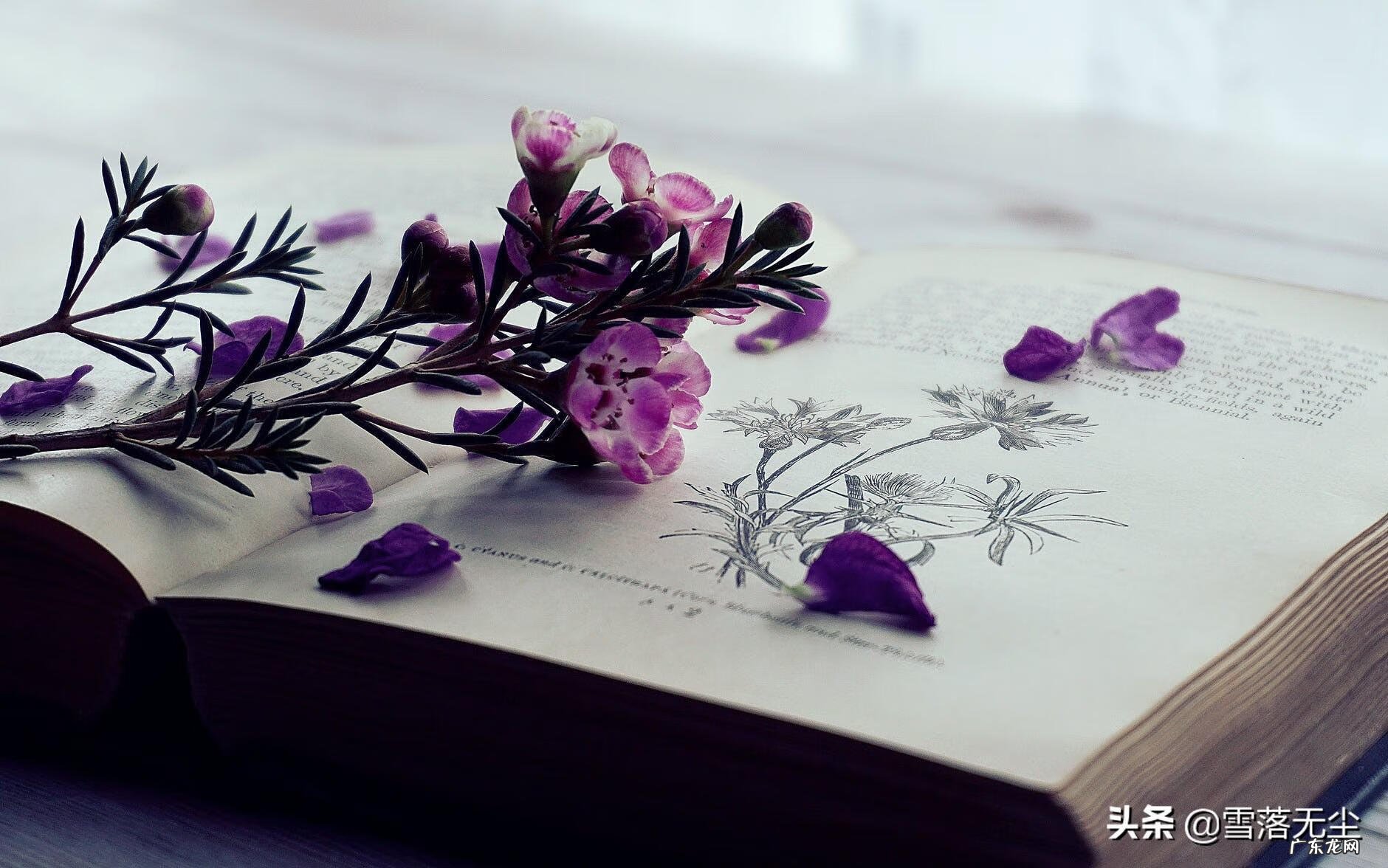 广州汤尼语言中心地址 汤尼语言学校