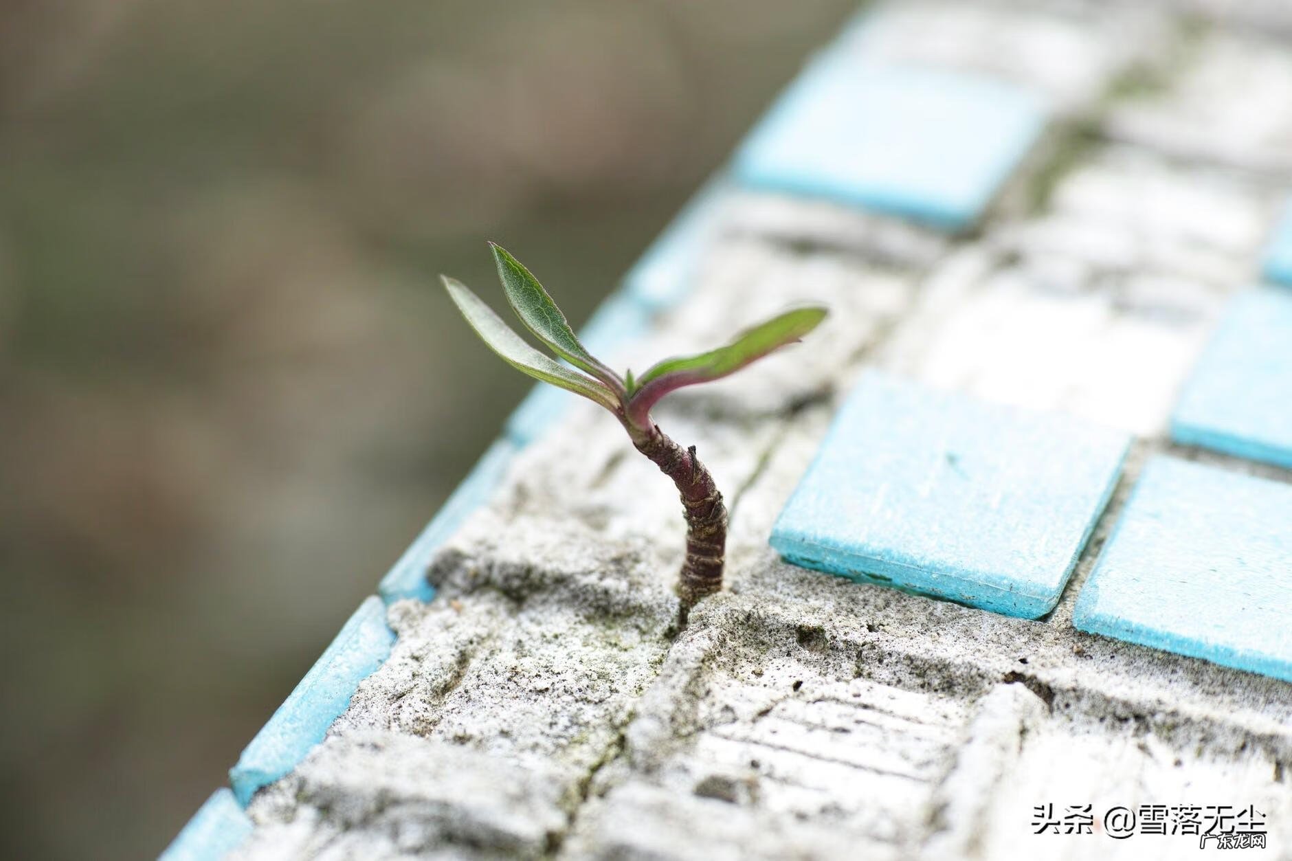 广州汤尼语言中心地址 汤尼语言学校